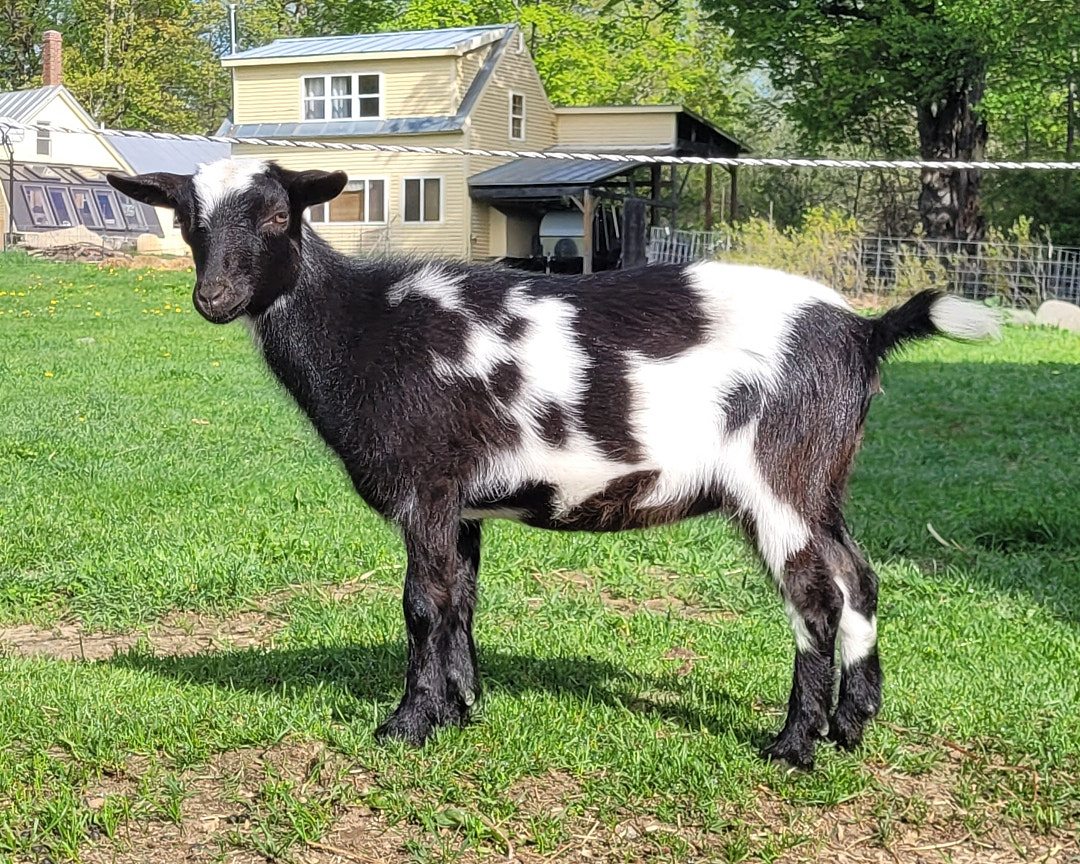 Dwarf Goats for Sale Near Me – Unique Pets for Sale